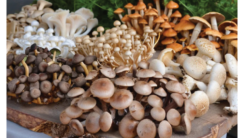 The Remarkable Benefits Of Mushrooms