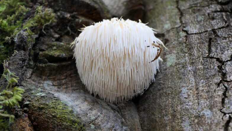 Lion’s Mane set to be roaring success in food