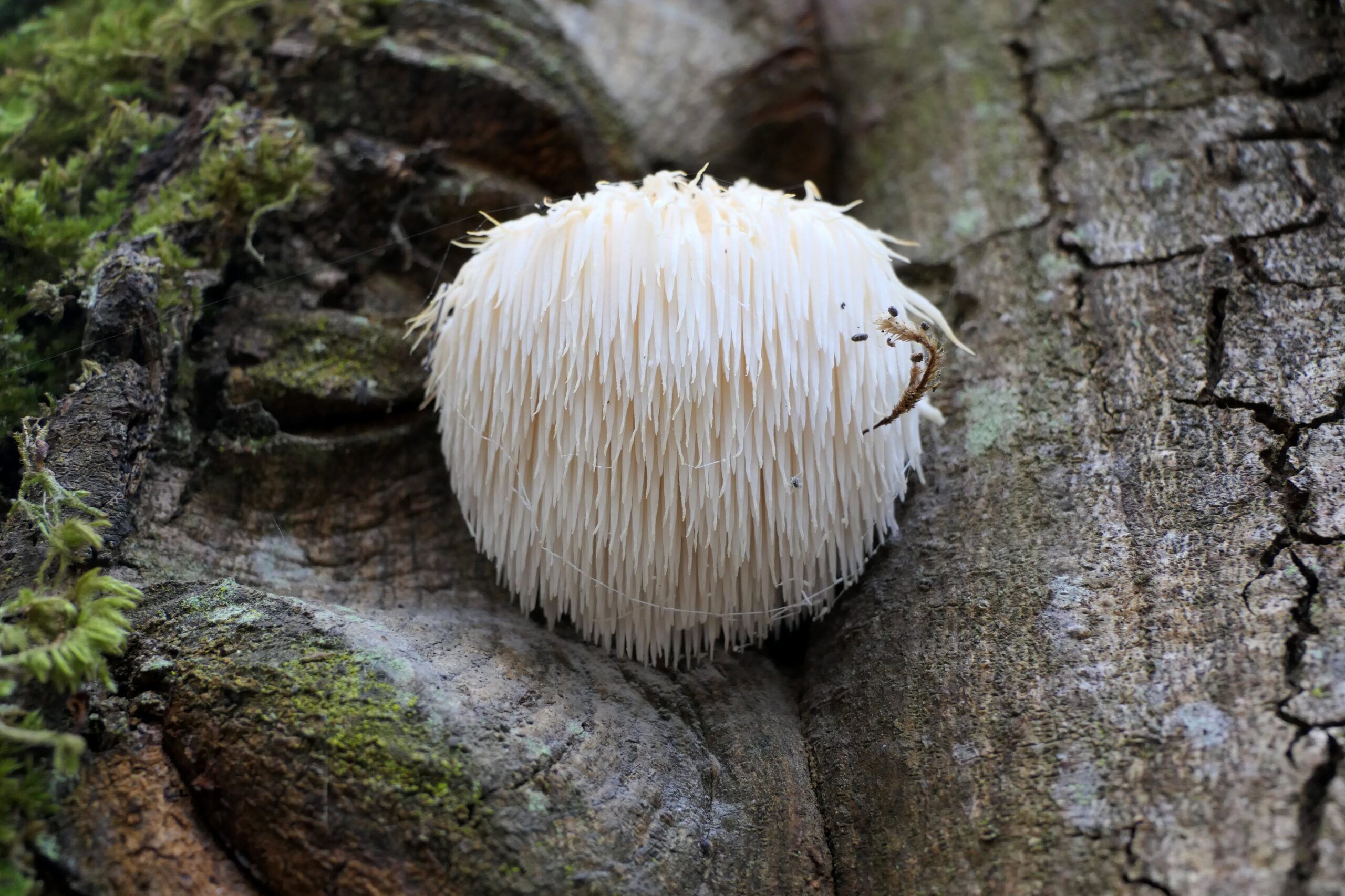 Lion’s Mane set to be roaring success in food