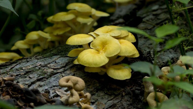 Golden oyster mushrooms may stave off signs of ageing