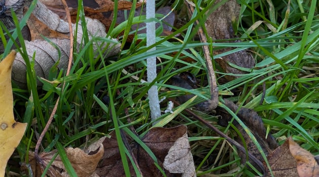 What is this mushroom seen in our local park?