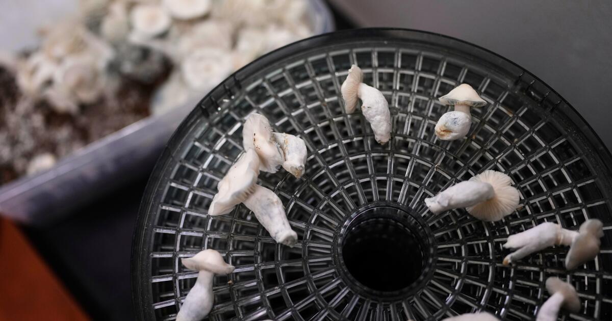 Psilocybin — the drug in ‘magic mushrooms’ — could see federal restrictions loosened