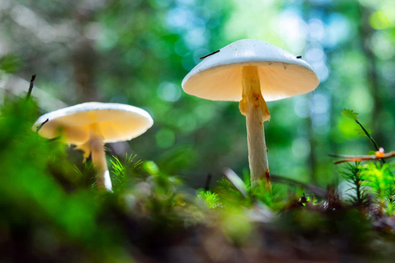 The deadliest mushroom, the death cap, is still concocting new poisons