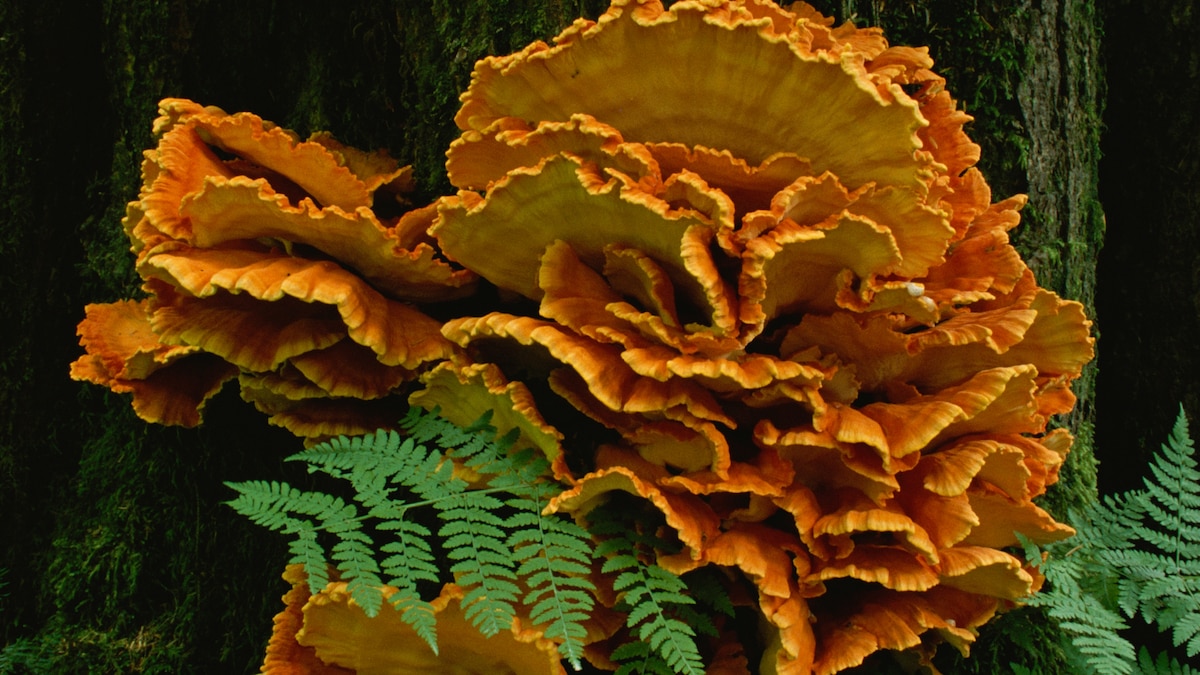 Why are mushrooms so meaty? Here’s what the science says.