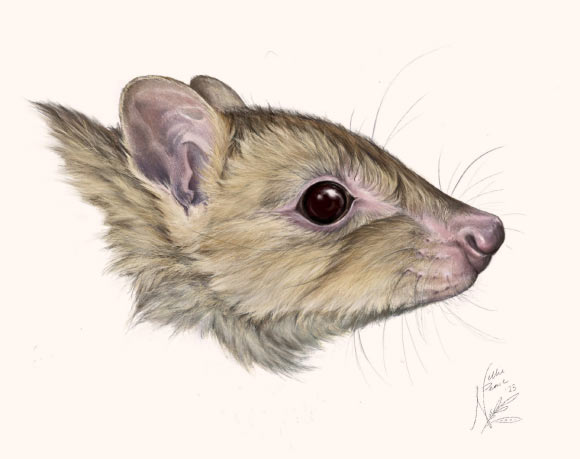 New Marsupial Species Discovered in Australia