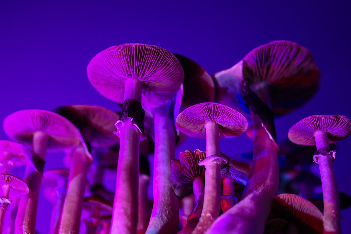 Magic Mushroom Edibles Found to Contain No Psilocybin
