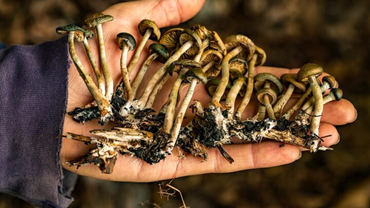‘Magic mushrooms’ may be thriving in your local garden