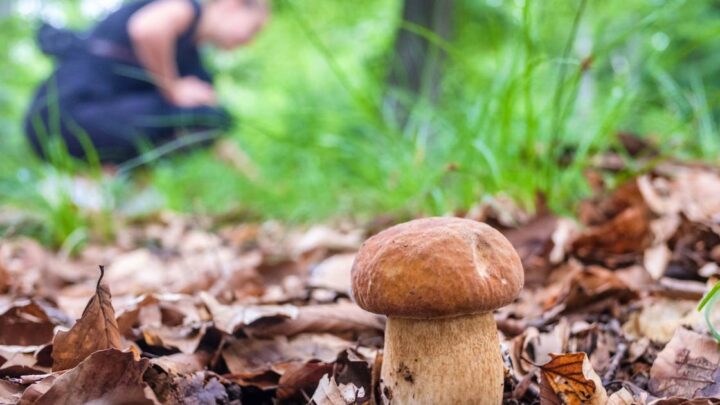 “Nice people, but they have no idea”: “Mushroom fluencers” endanger forests