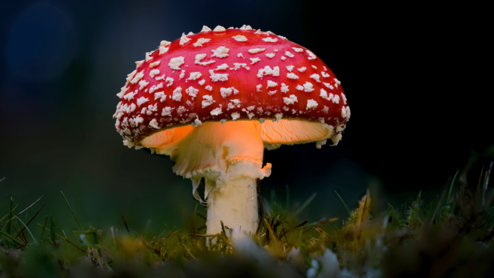 Mario’s super-sized mushroom exists in real life