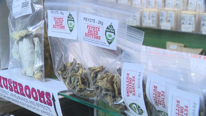 New clinical trial in Ontario uses magic mushrooms to treat anxiety